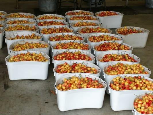 Harvested cherries