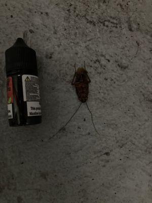 Huge Roach