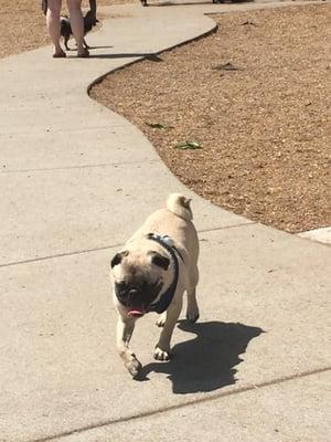 Pugsly enjoying himself.