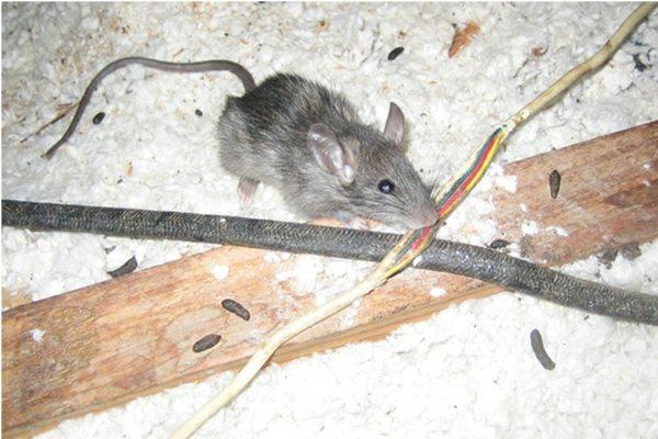 Mouse chewing on wires