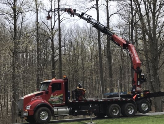 Tree Removal