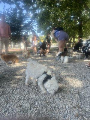 We happen upon a Pomeranian dog meet up! (Dr. Smallz is a Maltese, but made fast friends)