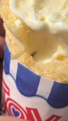 Ice cream with a mosquito type bug