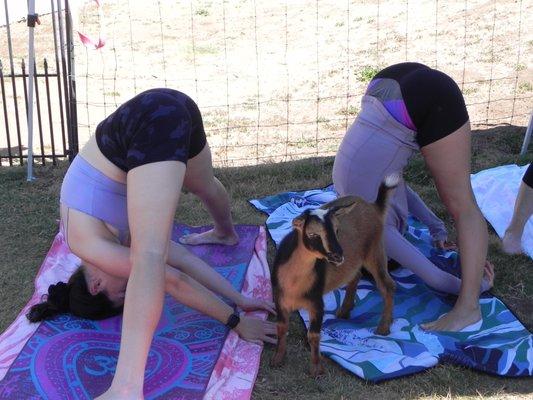 Relaxing, reenergize and refreshing yoga with Latte the goat.