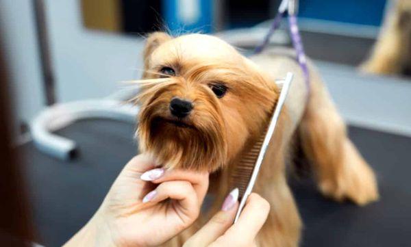 Dog Grooming Service Atlanta