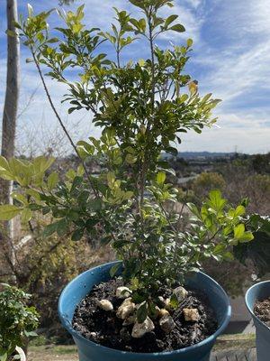 Saw this aglaia odorata yesterday.  This is the kind of plant that my grandpa used to have in HK.  I decided to get it.