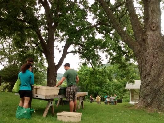 Pesto making on the farm.