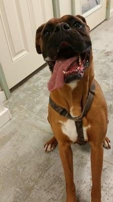 Reme! Soon to be available at paws! Male boxer, 8 yrs old, amazing with dogs, cats and children!