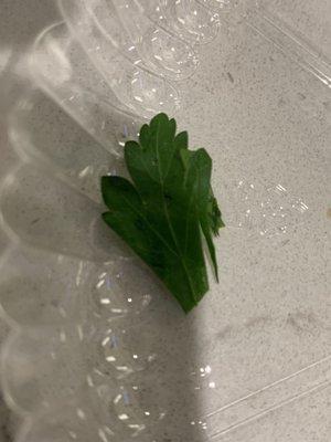 "Cilantro" which was actually parsley