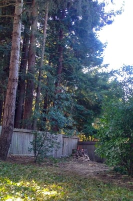 8-Monterey Pine removed & now we have a great table