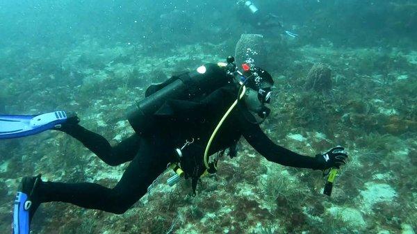 Diving on Breakers North Reef in Palm Beach, FL