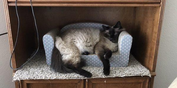 Dude relaxing on his couch after being chipped