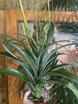 Tillandsia of all sizes