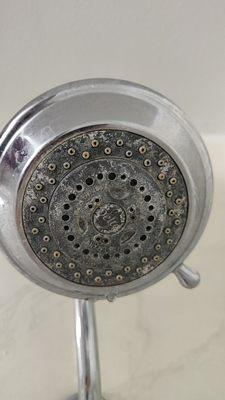 Crusty shower head