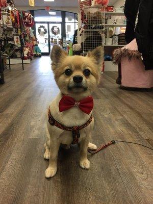 Porter looking so sophisticated after his grooming appointment. Thanks Jenny