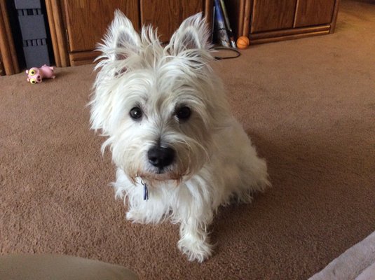 "Presley", West Highland Terrier