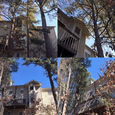 Pine tree removal