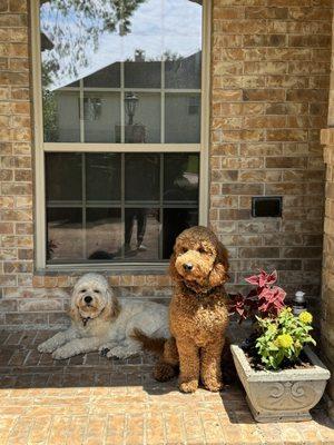 Lorenzo's Dog Training Team