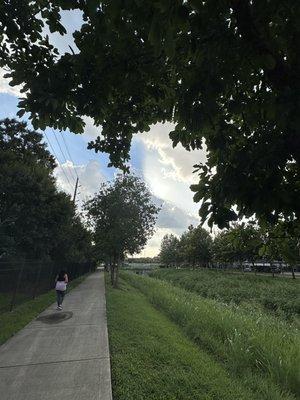 Library loop trail by Robinson-Westchase