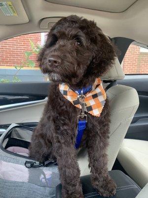 My doodle feeling kinda cute after her first puppy groom.