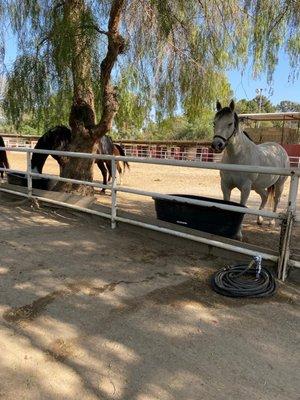 Red Bucket Equine Rescue