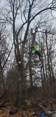 Heading up the rope into this large ash tree.