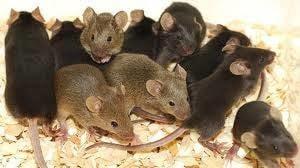 As the Fall and Winter approaches, mice and rats will seek shelter in houses and buildings...