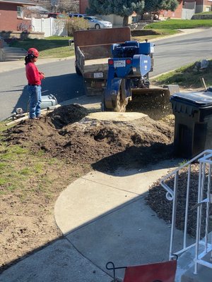 Stump removal