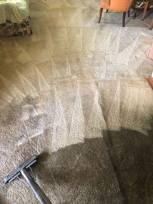 During our specialized process. The darker carpet is before and the lighter is after hitting it with the steamer.