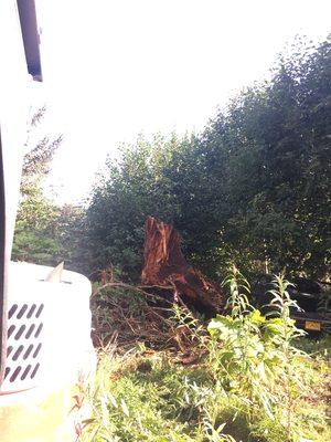 Clearing for a LARGE septic system in Seldovia.