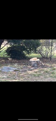 Stump cleaned up and rest of tree, cleaned and moved off property, (Client) was very happy with job!