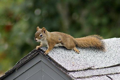 Squirrel and rodent removal