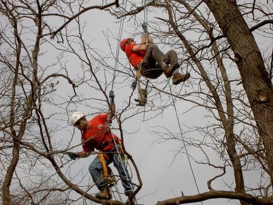 Tree pruners at work.