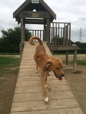 Chester enjoying the clubhouse for Paws Only!