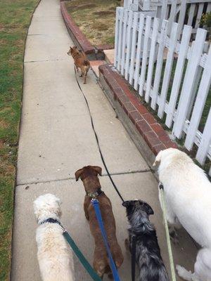 Sammie, Emma, Archie, Dusty, and Djinna on a walk