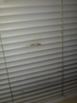 even mold on window blinds!