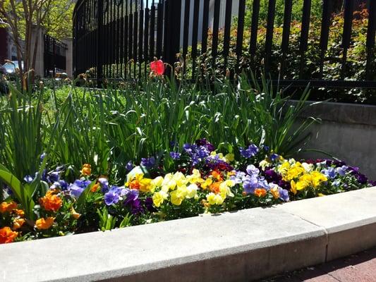 Flowers, Pope John Paul  II Prayer Garden