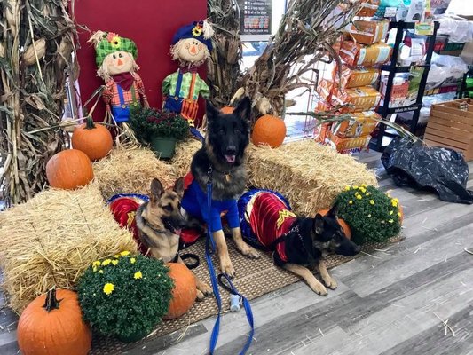 Barktober Fest 2018