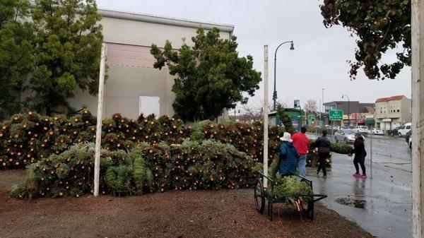 The trees have arrived see you November 23, 2018 at 9am!