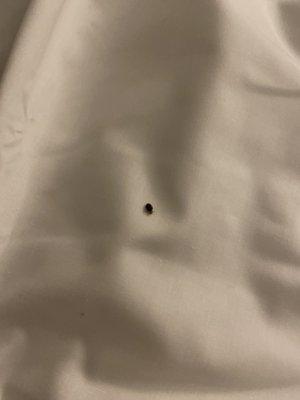 The photos of the bed bugs crawling on the bed.