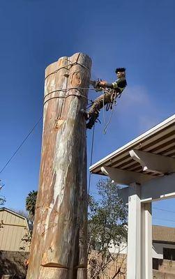 Progress of 120+ ft. Tall Eucalyptus Tree Removal