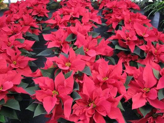 Fresh healthy Poinsettias that last!