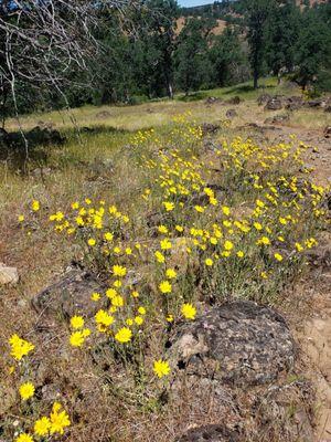 Wildflowers in early May