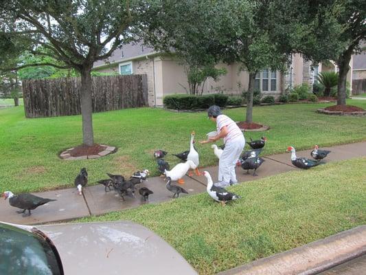 20 ducks, 1 goose on 9/7/2013.  Detailed breakdown: 2 pekins, 1 goose, 7 muscovy babies, 11 muscovy adults