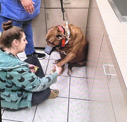 Buff getting his nails trimmed at Palatine Animal Hospital...these folks are great with him!