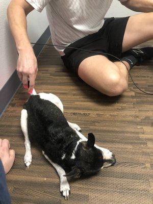 K- laser treatment- my pup loves this!