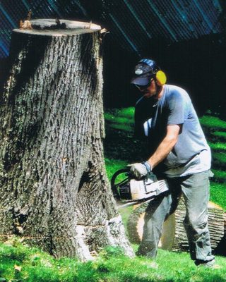 Suffern Tree cutting a stump dwon to prepare for stum grinding