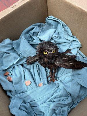 Saved baby owl