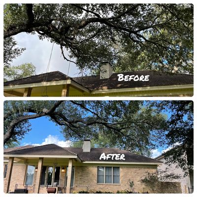 Lifted Canopy & Trimmed Dead Limbs.