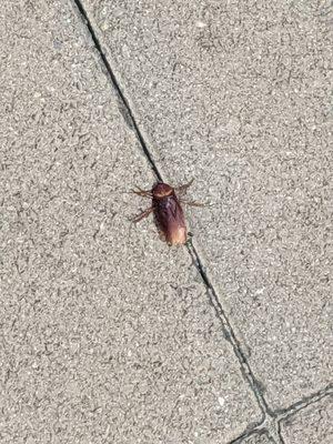 Big dead roach at the station